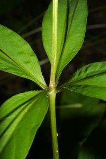 Lysimachia quadrifolia, stem - showing leaf bases
