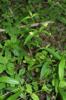 Lysimachia quadrifolia, whole plant - in flower - general view