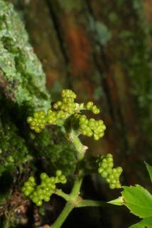 Parthenocissus quinquefolia, inflorescence - whole - unspecified