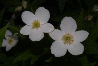 Anemone canadensis, inflorescence - frontal view of flower