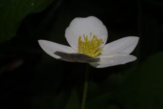 Anemone canadensis, inflorescence - lateral view of flower