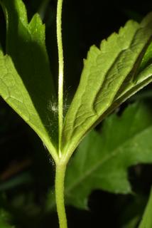 Anemone canadensis, stem - showing leaf bases