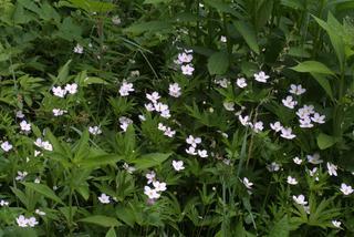 Anemone canadensis, whole plant - in flower - general view