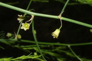 Asparagus officinalis, inflorescence - frontal view of flower