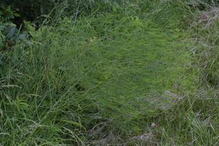 Asparagus officinalis, whole plant - in flower - general view