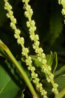 Castanea dentata, inflorescence - lateral view of flower