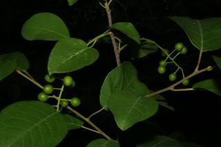 Prunus virginiana, fruit - as borne on the plant