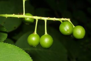 Prunus virginiana, fruit - immature