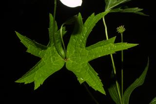 Anemone canadensis, leaf - on upper stem