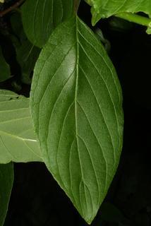 Cornus sericea, leaf - whole upper surface