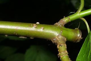 Cornus sericea, twig - orientation of petioles