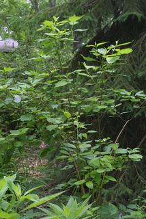 Cornus sericea, whole tree or vine - general