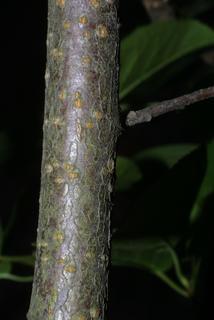 Prunus virginiana, bark - of a small tree or small branch