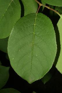Prunus virginiana, leaf - whole upper surface