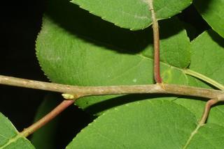 Prunus virginiana, twig - orientation of petioles
