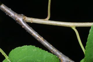 Prunus virginiana, twig - orientation of petioles