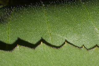 Silphium terebinthinaceum, leaf - margin of upper + lower surface