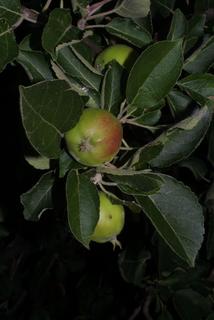 Malus pumila, fruit - as borne on the plant