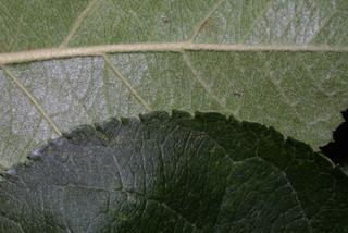 Malus pumila, leaf - margin of upper + lower surface
