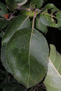Malus pumila, leaf - whole upper surface