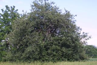 Malus pumila, whole tree or vine - general