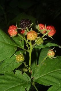 Rubus occidentalis, fruit - as borne on the plant