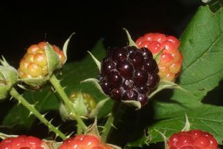Rubus occidentalis, fruit - lateral or general close-up