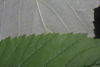 Rubus occidentalis, leaf - margin of upper + lower surface