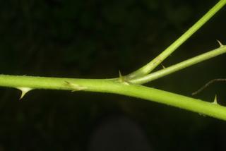 Rubus occidentalis, twig - orientation of petioles
