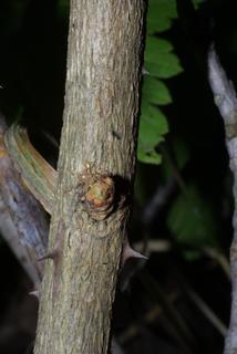 Zanthoxylum americanum, bark - of a small tree or small branch