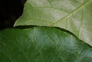 Zanthoxylum americanum, leaf - margin of upper + lower surface