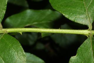 Zanthoxylum americanum, leaf - unspecified
