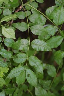 Zanthoxylum americanum, leaf - whole upper surface