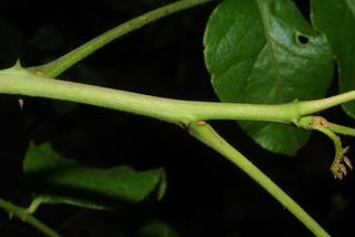 Zanthoxylum americanum, twig - orientation of petioles