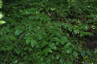 Zanthoxylum americanum, whole tree or vine - general