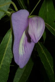 Centrosema virginianum, inflorescence - lateral view of flower
