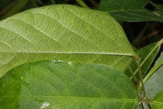 Centrosema virginianum, leaf - margin of upper + lower surface