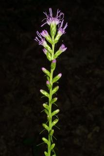 Liatris spicata, inflorescence - whole - unspecified