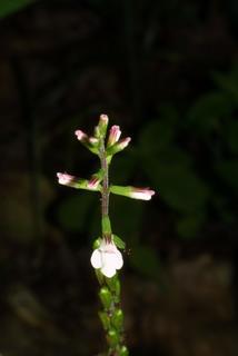 Phryma leptostachya, inflorescence - frontal view of flower