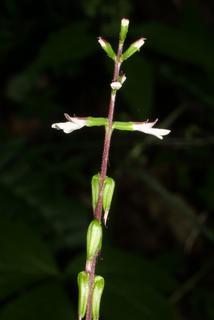 Phryma leptostachya, inflorescence - lateral view of flower
