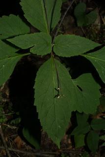 Phryma leptostachya, leaf - basal or on lower stem