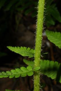 Athyrium filix-femina, whole plant - unspecified