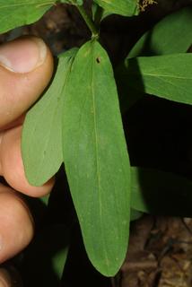 Hypericum punctatum, leaf - on upper stem