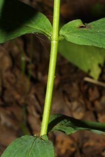 Hypericum punctatum, stem - showing leaf bases