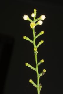 Cocculus carolinus, inflorescence - whole - female