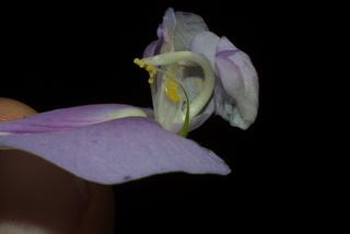Centrosema virginianum, inflorescence - lateral view of flower