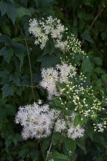 Clematis virginiana, whole tree or vine - general