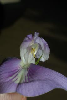 Centrosema virginianum, inflorescence - frontal view of flower