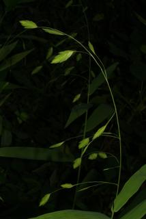 Chasmanthium latifolium, inflorescence - whole - unspecified