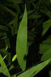 Chasmanthium latifolium, leaf - on upper stem
